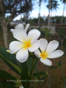 Frangipani Flower Tree @ Armani Beach House Kuala Terengganu
